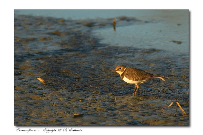 Corriere piccolo - Charadrius  dubius